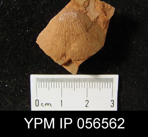 Chonostrophia lindenensis