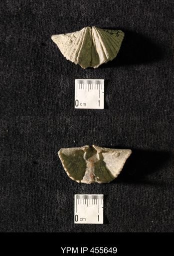 Platystrophia acutilirata
