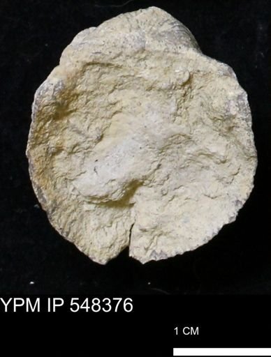 Stropheodonta navalis