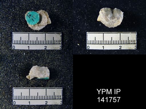 Marginifera typica