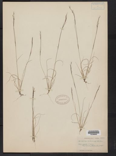 Aristida dichotoma