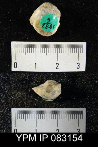 Lissopleura oklahomaensis