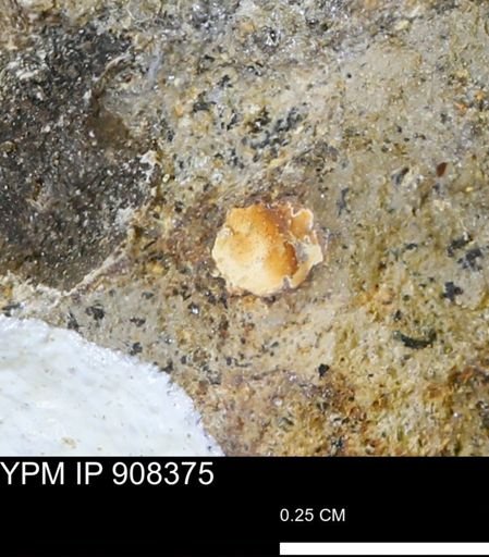 undet. Mollusca