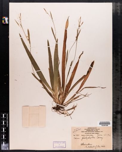 Carex platyphylla