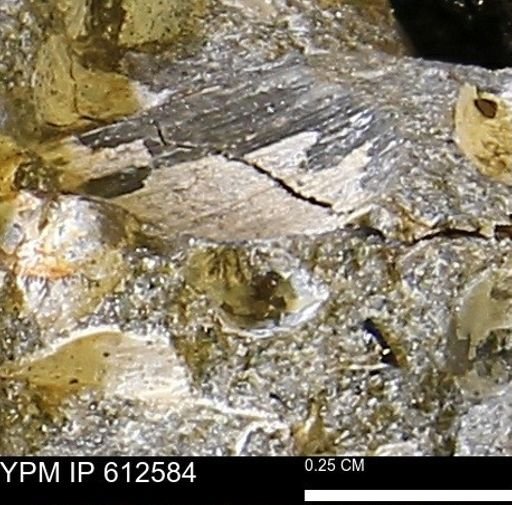 Protocardia sp.