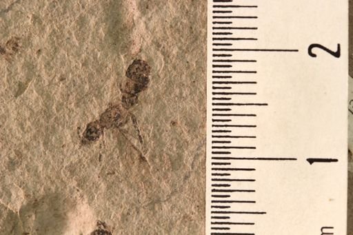 Protazteca elongata