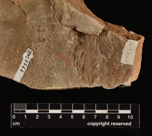 Cladophlebis sp.