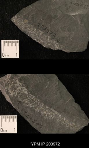 Plantae