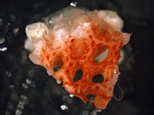Osthimosia nr. virgula