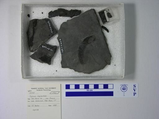 Diplurus longicaudatus