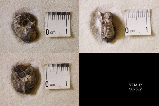 undet. Scaphitidae