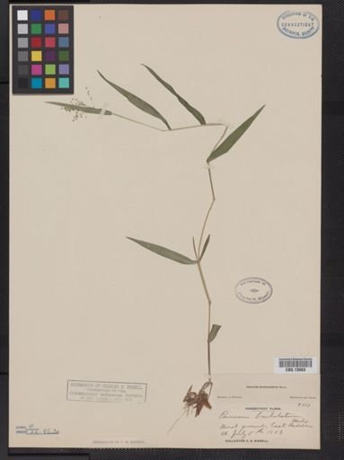 Panicum microcarpon