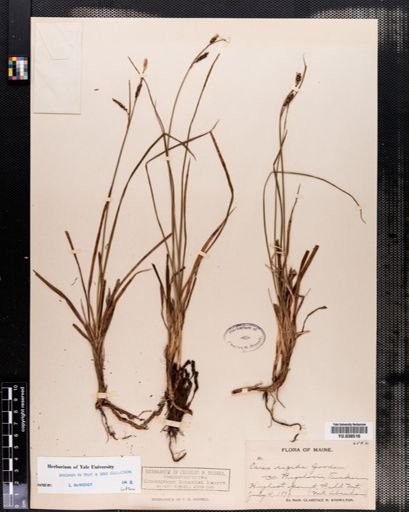 Carex bigelowii