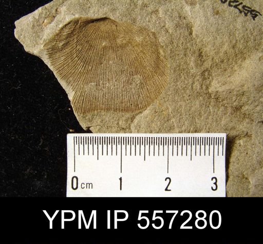 undet. Brachiopoda