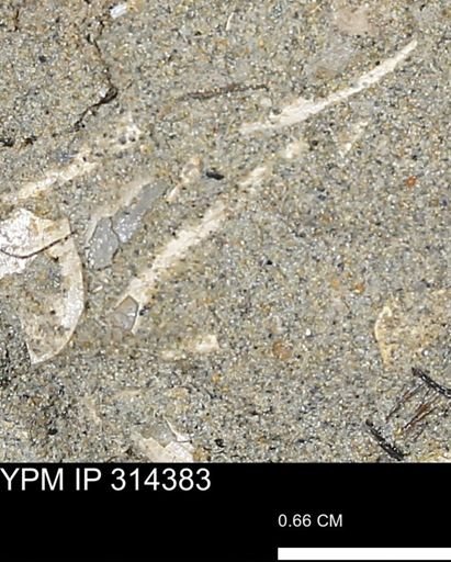 undet. Scaphopoda