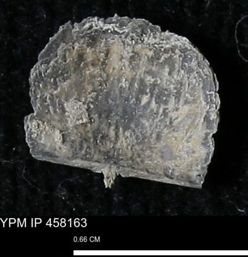 Chonetes mucronatus