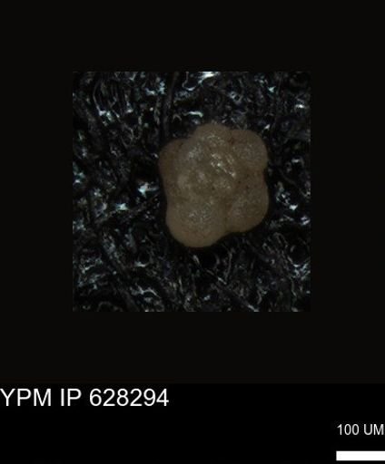 undet. Foraminiferida