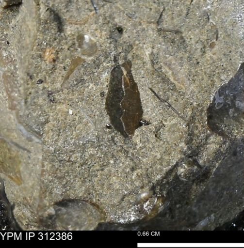 Sphenodiscus lenticularis