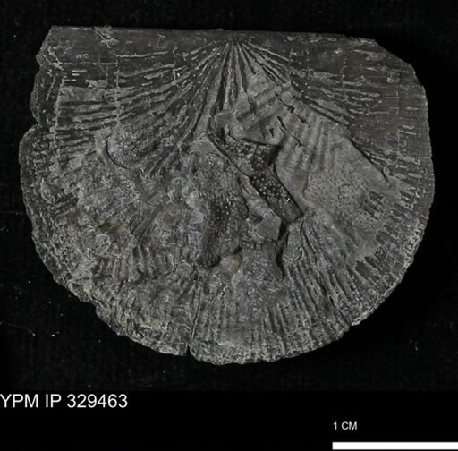 Stropheodonta demissa