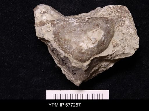 Strophomena fluctuosa