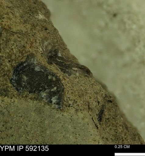 Ostrea?