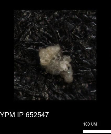 undet. Foraminiferida