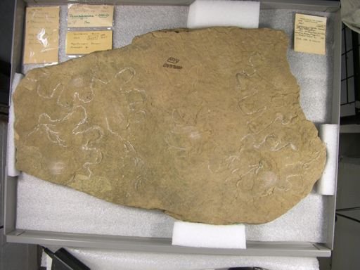 Megabaropus hainesi