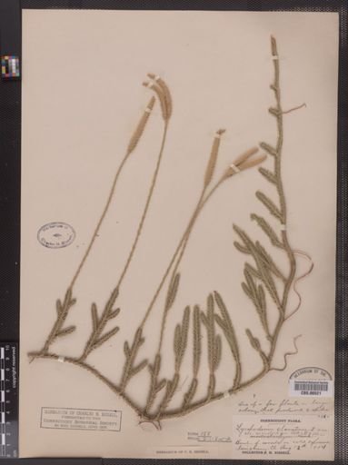 Lycopodium lagopus