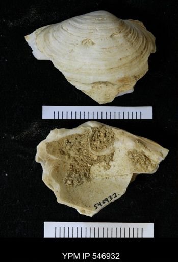 Mya arenaria
