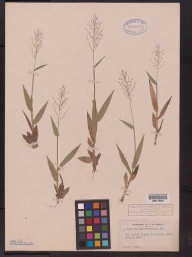 Panicum sphaerocarpon