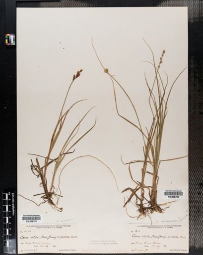Plantae