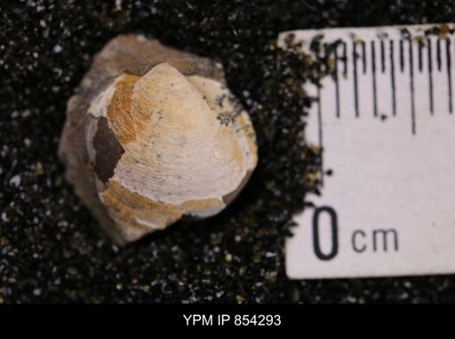 Limopsis striatopunctatus