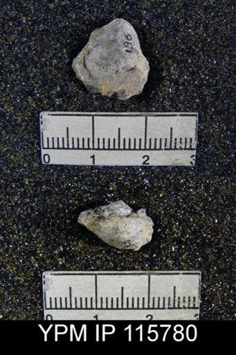 Orthotichia kozlowskii