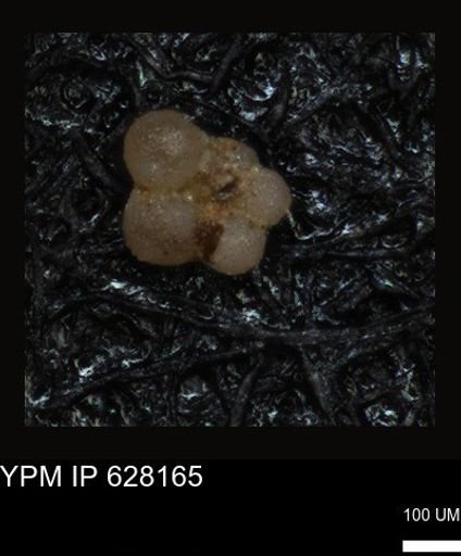 undet. Foraminiferida