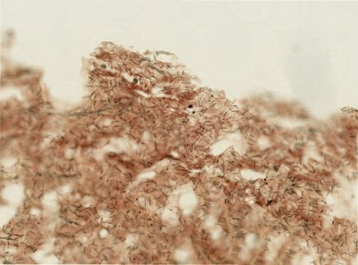 Agelas sp.