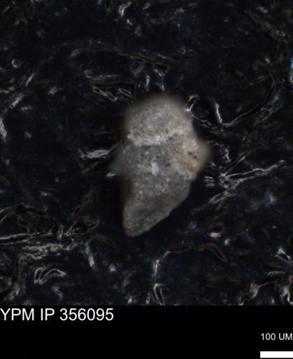 undet. Foraminiferida