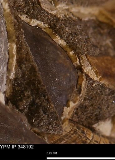 undet. Bivalvia