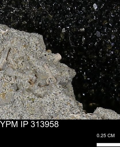 undet. Scaphopoda