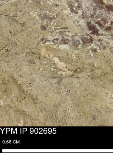 undet. Mollusca
