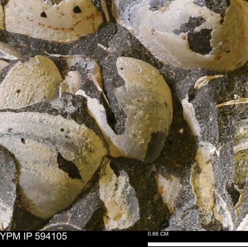 Limopsis? striatopunctatus