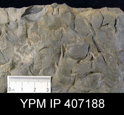 Leiorhynchus sp.