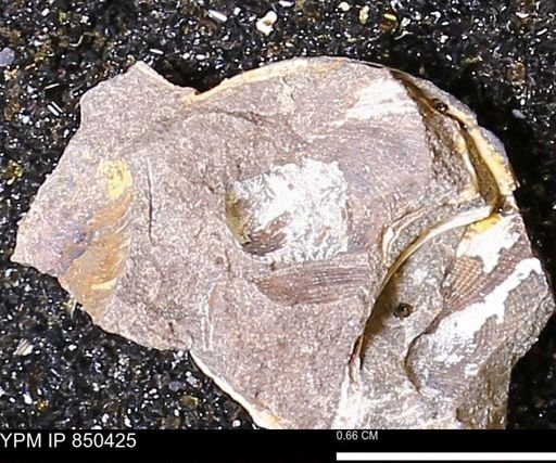 Limopsis striatopunctatus