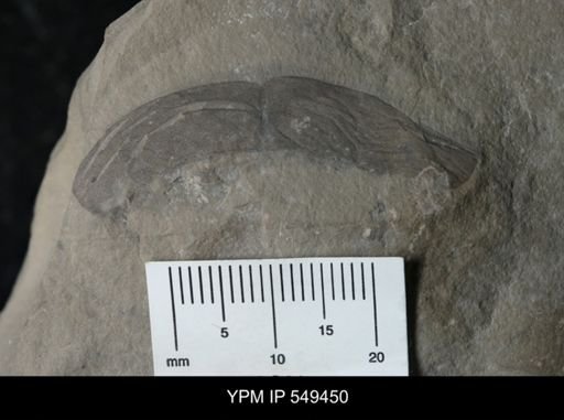 undet. Eurypterida