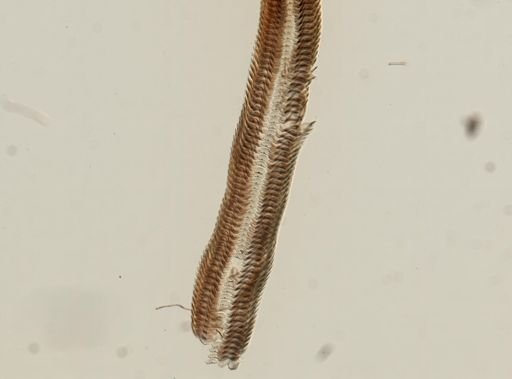 Leptoxis ampla