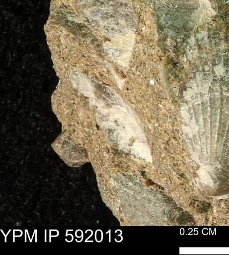 undet. Bivalvia