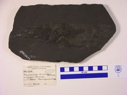Palaeoniscus freinslebeni