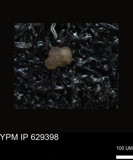 undet. Foraminiferida