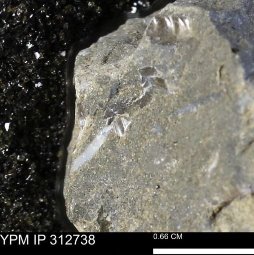 undet. Scaphitidae