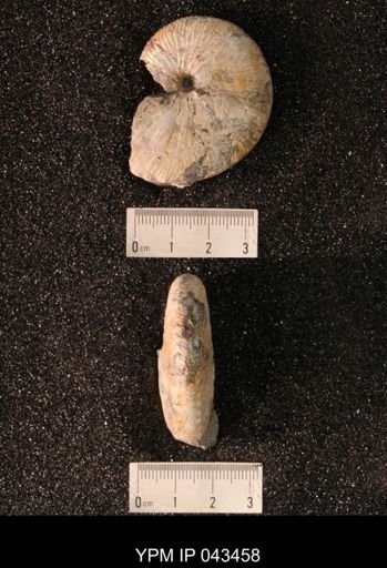 Hoploscaphites nicolletii