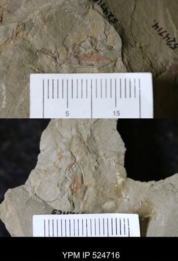 undet. Cornuta